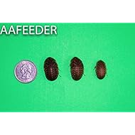 25 Large Dubia Roaches by DubiaRoaches.com