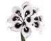 Angel Isabella 10pc Set Real Touch Calla Lily-Keepsake Artificial Flower Perfect for Cut to Make Boutonniere Corsage Bouquets (Picasso Plum)