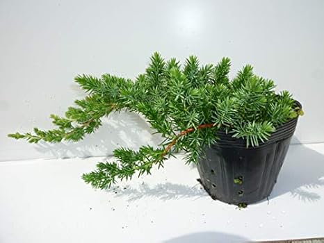 Amazon ブルーパシフィック 長さ30cm前後 15cmポット 15本セット ぶるーぱしふぃっく コニファー ハイビャクシン 販売 苗 植木 苗木 庭木 グランドカバー 下草 寄せ植え 低木 植木