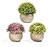 Mildenhall Artificial Plastic Mini Plants for Decoration - Topiary for Versatile Home Decor with Attractive Solid Wood Shelf Included - Set of 3 Plants with Shelf