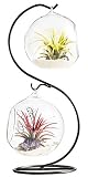 Mkono Clear Glass Vase Hanging Plant Terrarium with Black Metal Stand Tabletop Display Potted Stand for Air Plants Succelent Home Office Decor, S-Shape, 2 Globes