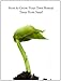 How To Grow Your Own Bonsai Trees From Seed