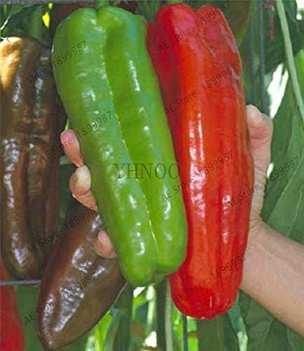 Bra Hot - 200 Pcs Mixed Yellow Puple Red Green White Mix Sweet Bell Hot Pepper Bonsai Vegetables Paprika, Plant for Home Garden(Seed) - by Abuldahi