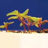 Wisconsin Fast Plants Hairy Purple Stem Seed, Pack of 50