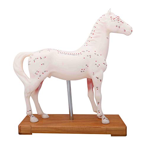 Horse Acupuncture Model 17cm 7" (English Language)
