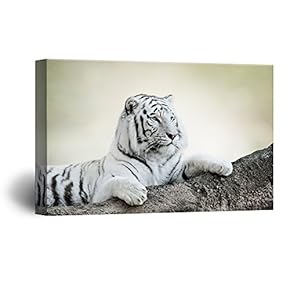 White Tiger Lying on The Rock