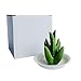 HOME SMILE Ceramic Aloe Tropical Ring Holder Dish for Jewelry, Engagement Wedding Ring Organizer Trinket Trays