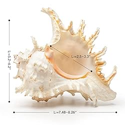 Giant Natural Conch Shell, Murex Ramosus Shell
