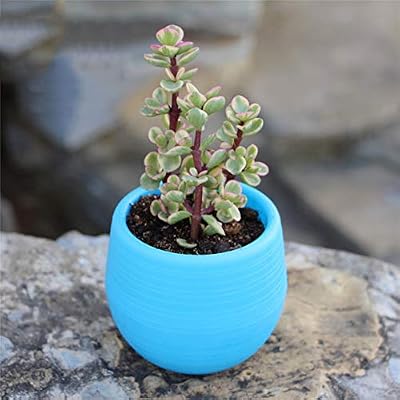 NWHEBET - Maceta pequeña de plástico de 10, 16 cm para interiores ...