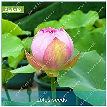 Prime vista ZLKING 5pcs Mini Pink Chinese Lotus Flowers Bonsai Seeds Waterlily Aquatic Garden Plants Hydroponics Plant