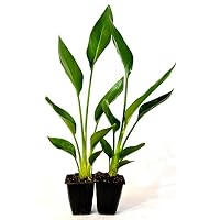 9GreenBox - Orange Bird of Paradise - 2 Pack