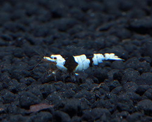 Crystal Black Shrimp S Grade – Live Freshwater Aquarium Shrimp – 1/4 to 1/2 inch Long (1 Shrimp)