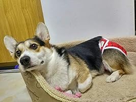 makeshift diaper for dog