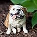 Sandicast Original Size Fawn Bulldog Sculpture - Sitting