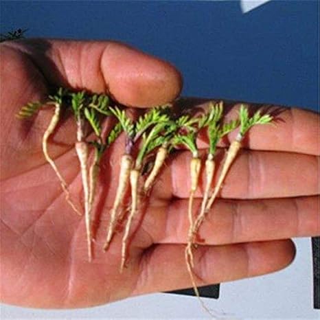 Amazon Co Jp 発芽seeds 100個 ペルー人参のための実ペルーマカ種子植物マカwalpを購入 ホーム キッチン