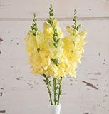 Flower Snapdragon Chantilly Cream Yellow D1981SNAP (Yellow) 50 Hybrid Seeds by David's Garden Seeds