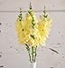 David's Garden Seeds Flower Snapdragon Chantilly Cream Yellow D1981SNAP (Yellow) 50 Hybrid Seeds