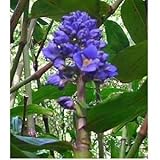 SPRING SPECIAL - Blue Hawaiian Ginger Plant Root - 4 Starter Roots