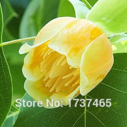 Creatick 50pcs Liriodendron Tulipifera Beautiful Foilage Seed Tree Tulip Poplar Tulip Tree Flower Bonsai Seeds
