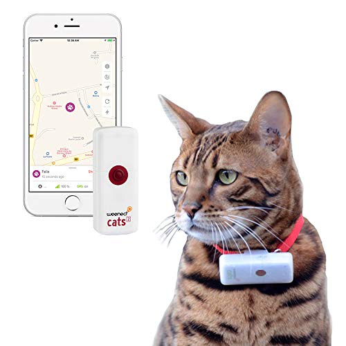 Why do Cats go Missing for Days at a Time? Tuxedo Cat