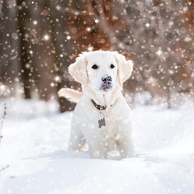 Paper House Pack of 6 Artistic Charity Christmas Cards - 'Dog In The Snow' - Snow Flurry - From The Great British Card Company
