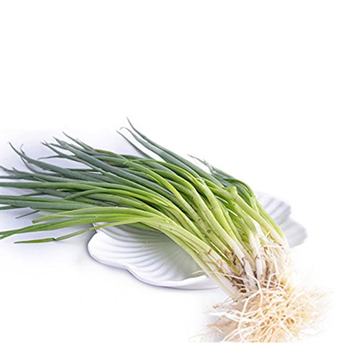 Afco 100Pcs Organic Shallot Green Onion Vegetable Seasoning Seeds Garden Bonsai Plant Wonderful Gardening Gifts