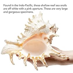 Giant Natural Conch Shell, Murex Ramosus Shell