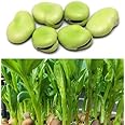 For 2025! Sow in Fall/Spring! 25 Fava Bean Seeds for Planting Vegetables and Fruits,Cover Crop-Chinese Broard Bean Seeds (蚕豆).Non GMO Garden Seeds for Home Vegetable Garden(40g Veggie Seeds Fava Bean)