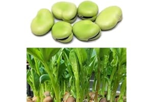 HIPGIRL 2026 EarlyBird-Sow in Fall/Spring! 25 Fava Bean Seeds for Planting Vegetables and Fruits,Cover Crop-Chinese Broard Bean Seed (蚕豆).Non GMO Garden Seeds for Home Vegetable Garden(40g Veggie Seed Fava)