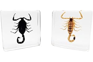 FlyingBean Insect Specimens Set, Black Scorpion and Yellow Scorpion Specimens in Resin, Animal Taxidermy Collection for Science Education & Desk Ornament, (FBBJ-03)