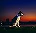LED Dog Necklace Collar - USB Rechargeable Loop - Available in 6 Colors - Makes Your Dog Visible, Safe & Seen