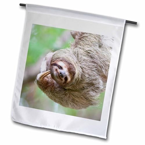 3dRose fl_87171_1 Brown Throated Sloth Wildlife Corcovado Costa Rica Sa22 Jgs00…