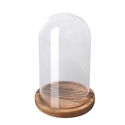 Reelva Decorative Clear Glass Cloche Bell Jar Display Case (D11cmH20cm)