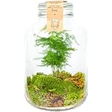 Zen garten mini Zen garten mini