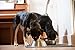 Nulo Adult Trim Grain Free Healthy Weight Dry Dog Food With Bc30 Probiotic (Cod And Lentils Recipe, 4.5Lb Bag)