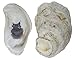 U.S. Shell, Oyster Shells, 4 to 5 inches, 3.75