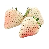 White Carolina Pineberry Plants - 25 Roots -Bareroot-Pineapple/Strawberry Flavor