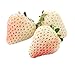 White Carolina Pineberry Plants - 25 Roots -Bareroot-Pineapple/Strawberry Flavor