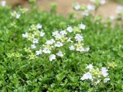 Weisser Teppich Thymian Thymus Serpyllum Albus Amazon De Garten