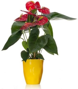 From You Flowers - Wild Lemon Anthurium Plant