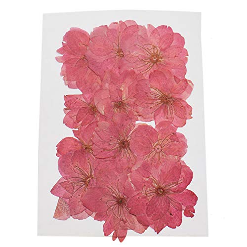 Buorsa Pack of 12 Piece Real Flower Sakura Dried Cherry Blossom Pressed Dried Flowers Arts Crafts Supplies for Jewelry Phone Case Frame Making Scrapbook Accessories - Thumbnail 4