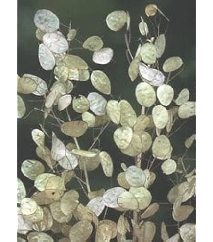 Rediva Lunaria Rediviva Seeds