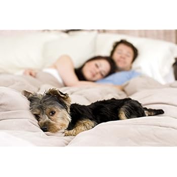 Floppy Ears Design Waterproof Breathable Top OR Bottom of Duvet Comforter Cover Protector (King)