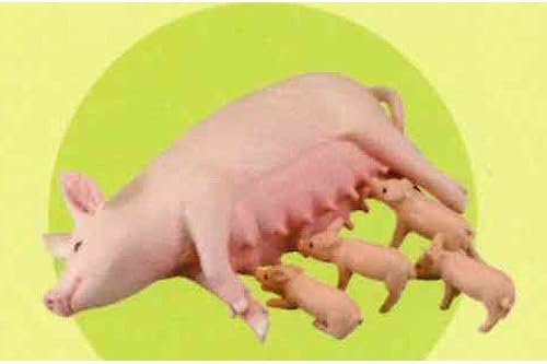 Morning livestock animals of the A color 1/35 scale of the capsule Q Museum Hokkaido Sango ranch [4. mother pigs and piglets [A color]] (single)