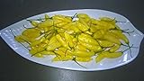 Aji Limon/lemon Drop Pepper 10 Seeds (My Favorite Chili)