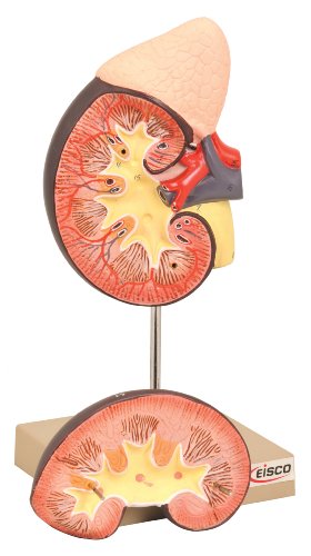Eisco AM0110AS Model, Human, Kidney, Life Size, 2 Part