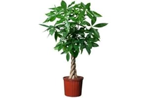 10pcs Bonsai Pachira Aquatica Macrocarpa Seeds Money Tree Seed Beautiful Health Plants For Home