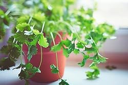 Gardenera Cilantro Potting Mix - Promote Strong