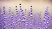 Piping Rock Lavender 100% Pure Essential Oil 1/2 oz (15 ml) Dropper Bottle Therapeutic Gradethumb 2