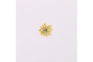 YUNZHI 100pcs/pack Ammi majus Natural Pressed Dried Flower for Resin Jewelry Making, Soap and Candle Making, Scrapbooking DIY (Ginger Yellow)